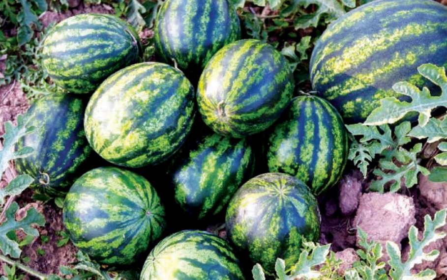 Ressources non conventionnelles : le Maroc en quête d’une agriculture durable